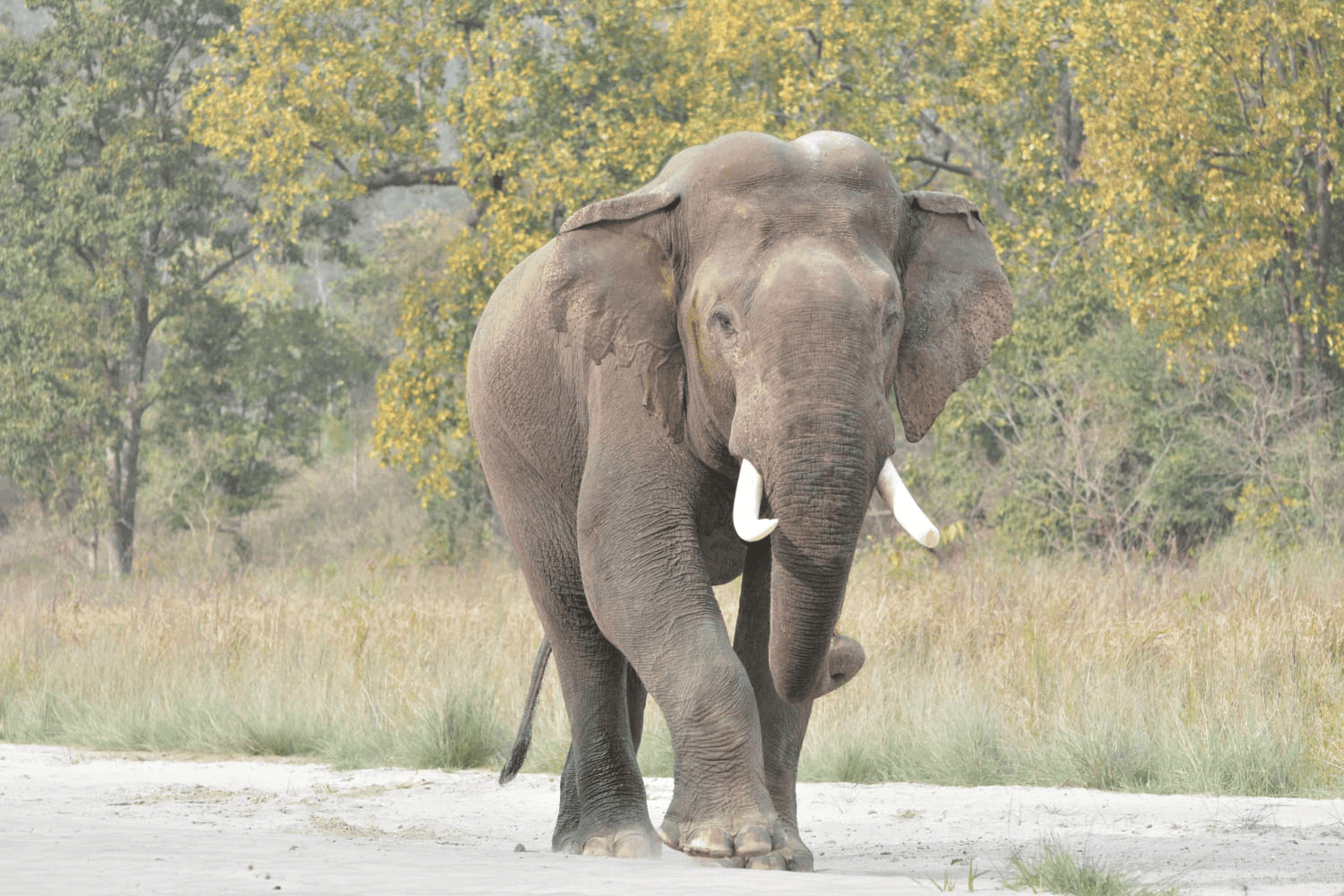 Elephant family at Raja Ji Tiger Reserve