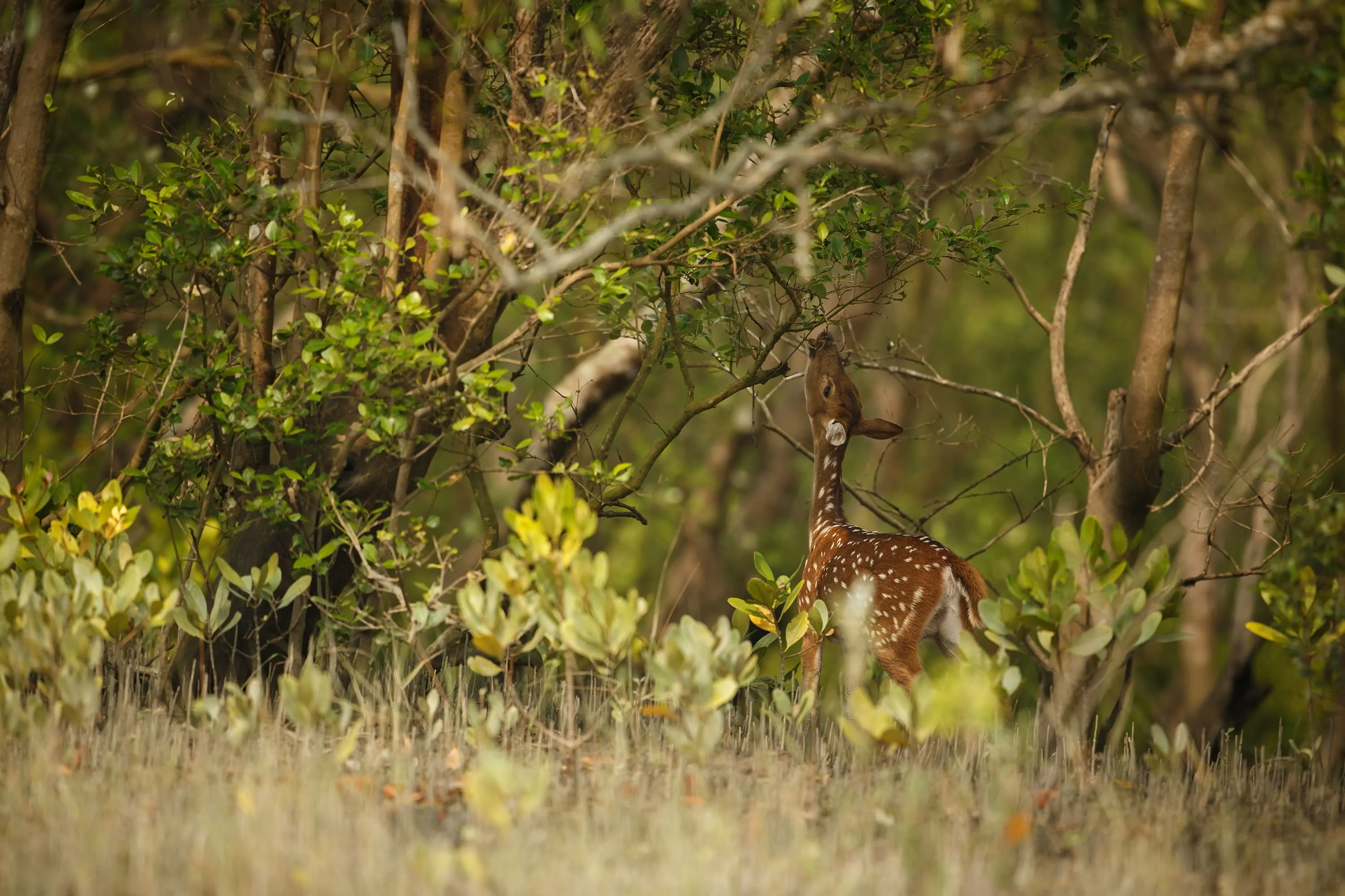 Jhilmil Jheel Safari Zone