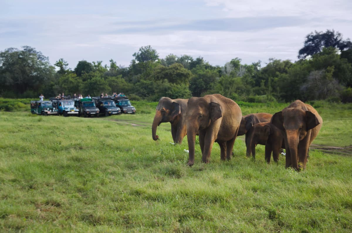 Elephant Family
