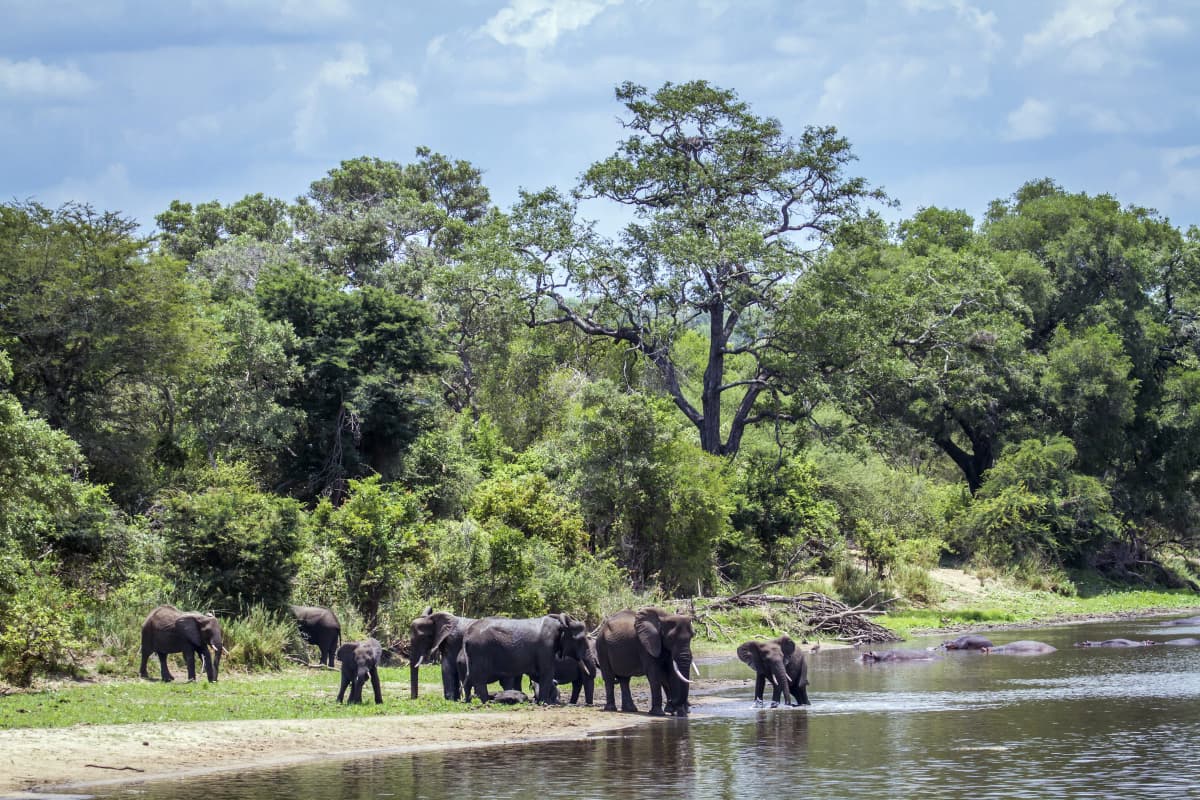 Elephant in river
