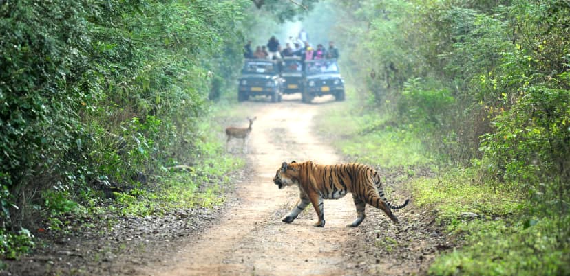 Safari in Rajaji National Park