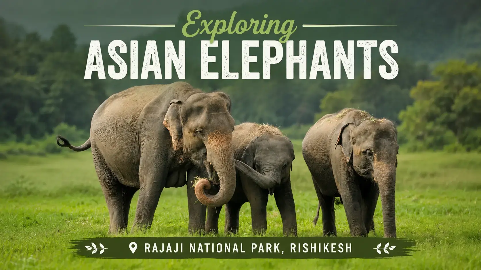Exploring Asian Elephants in Rajaji National Park, Rishikesh