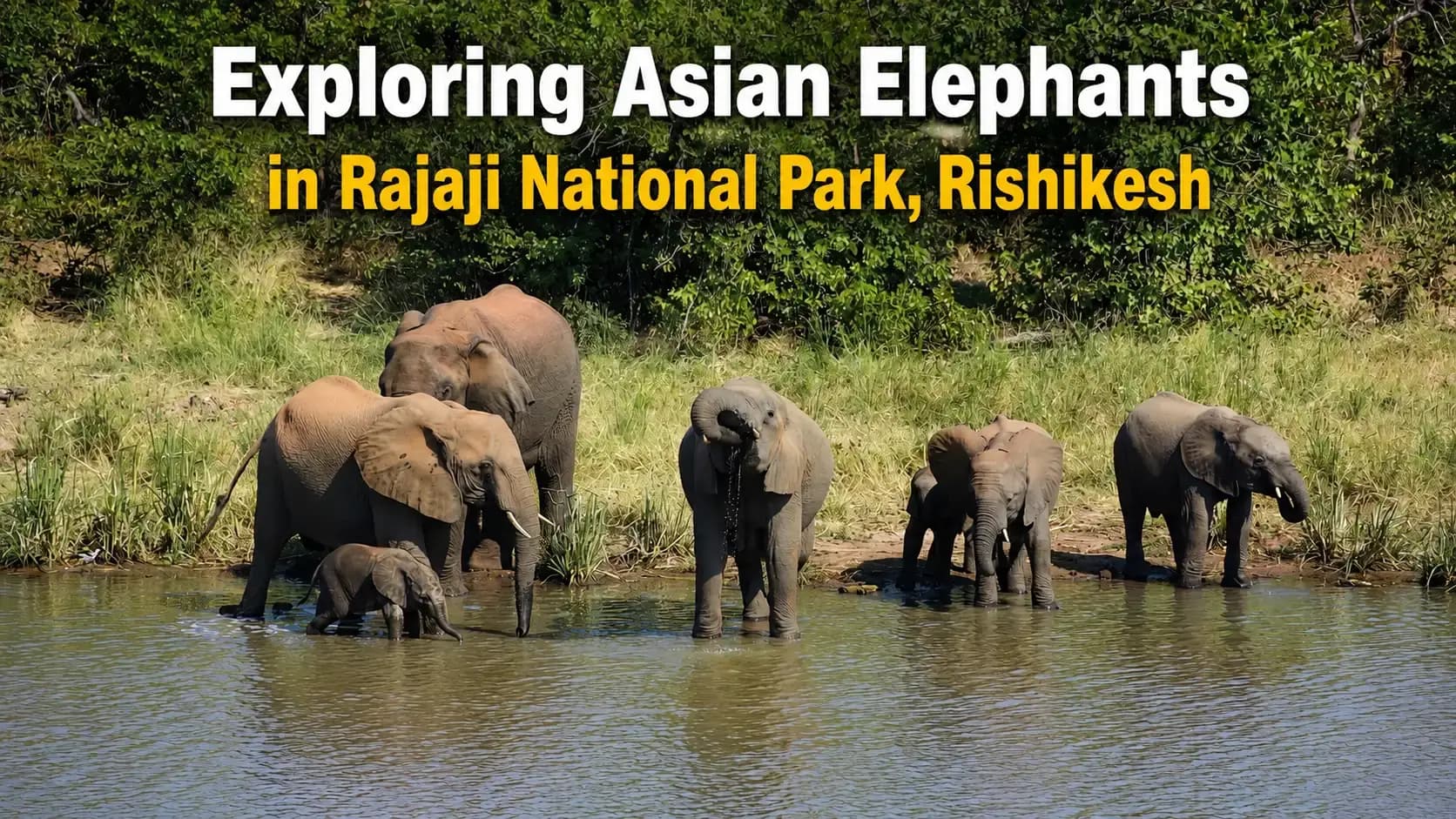 Exploring Asian Elephants in Rajaji National Park, Rishikesh