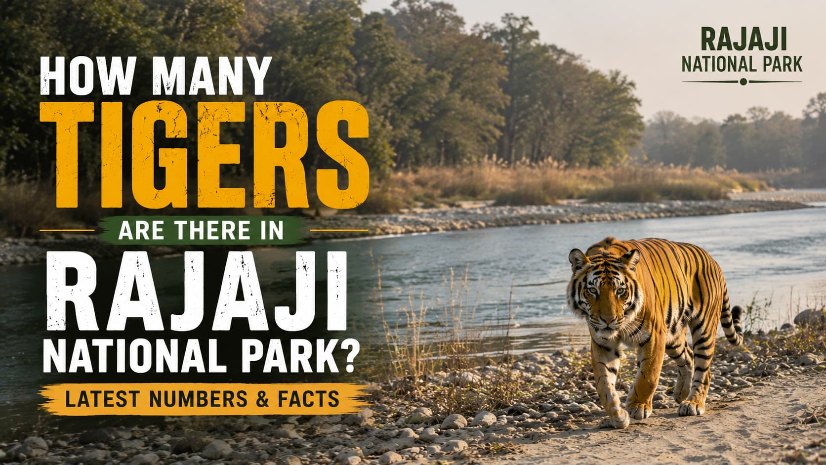 How Many Tigers Are There in Rajaji National Park? Latest Numbers & Facts