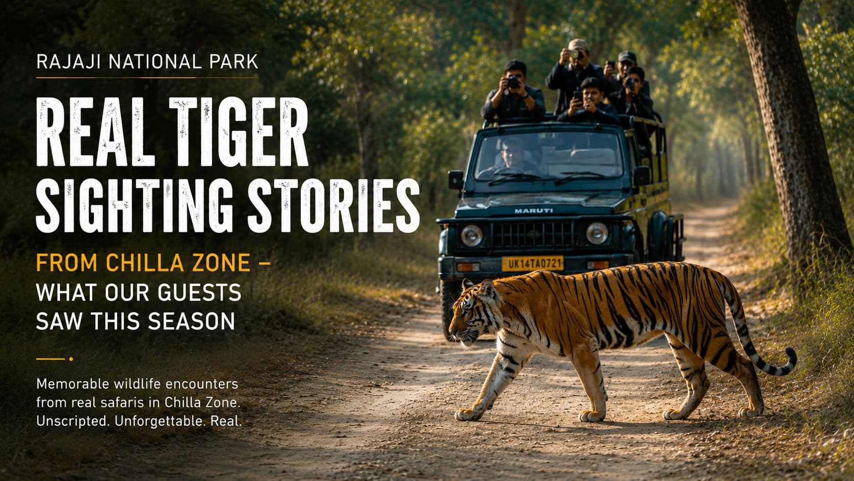 Real Tiger Sighting Stories from Chilla Zone – What Our Guests Saw This Season